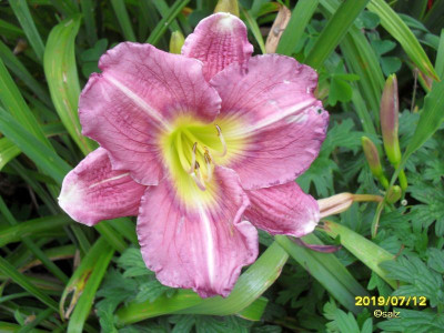 Lavender White Eyes 2019.jpg