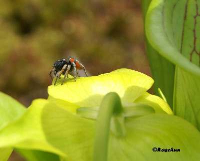 Spinne_auf_Sarracenia.JPG