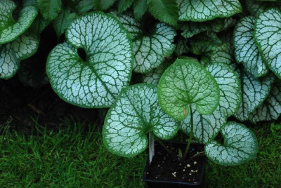 Brunnera-Mr-Morse.jpg