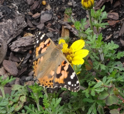 schmetterling01.jpg