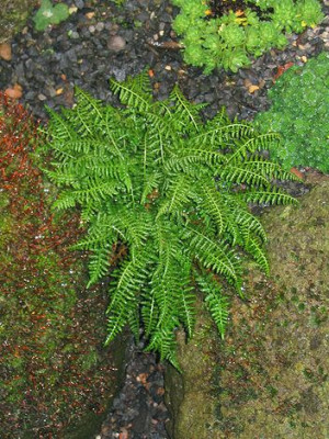 Asplenium_fontanum.jpg