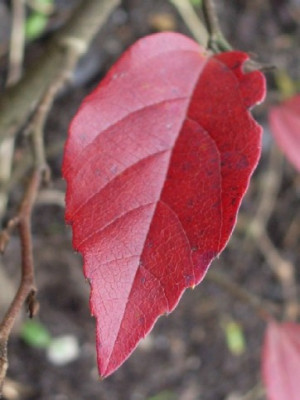 sycoparrotia_semidecidua_Purple_Haze1.JPG