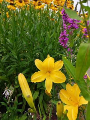 IMG_20190714_153216.jpg
