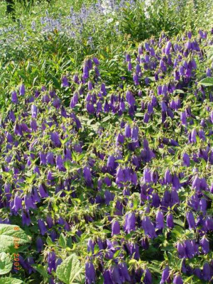 CampanulapunctataSarastrofernkl.JPG