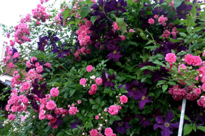 Rose_Super_Dorothy0107.jpg