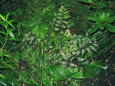 Athyrium_nipponicum_metallicum.jpg