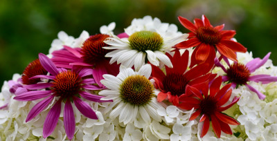 Echinacea.jpg
