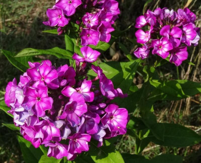 phlox01.jpg