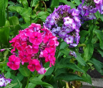 phlox02.jpg