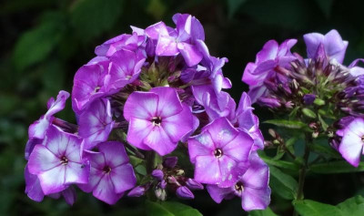 phlox03.jpg