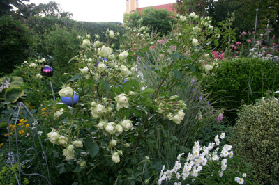 Rose_Lovley_Green0307.jpg