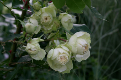 Rose_Lovley_Green0507.jpg