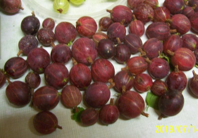 100_7965 rote Rib-isel.jpg