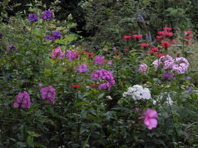 2019-07-14 DSCN4726.jpg
