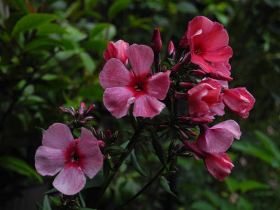 2019-07-14 DSCN4706.jpg