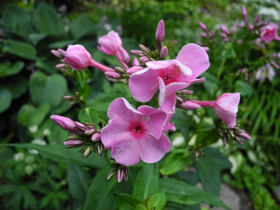 DSCN4701.JPG