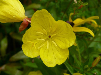 Oenothera tetragona (Nachtkerze).jpg