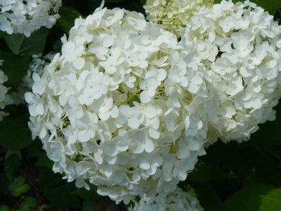 Hydrangea macrophylla 'Schneeball'  Schneeball Hortensie.jpg