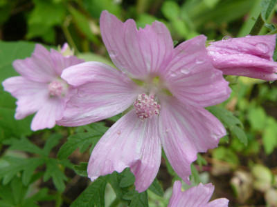 Lavatera olbia (Buschmalve).jpg