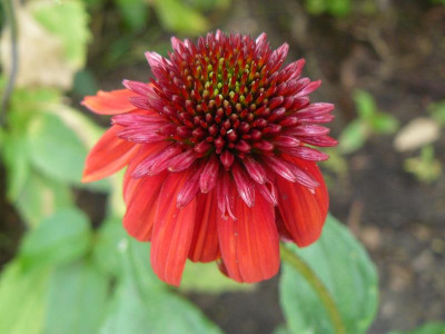 Echinacea 'Eccentric'  (Purpur-Sonnenhut).jpg