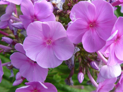 Phlox.jpg