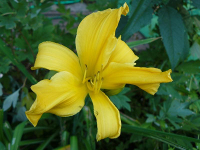 Hemerocallis ´Jersex spider`  Taglilie.jpg