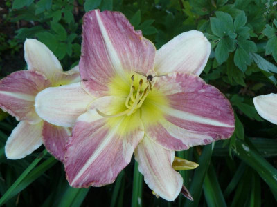 Hemerocallis Pointer Poet Taglilie.jpg
