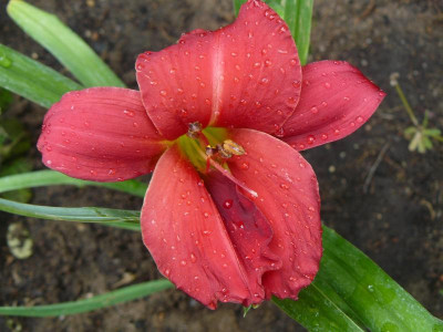 Hemerocallis `New Note` Taglilie.jpg