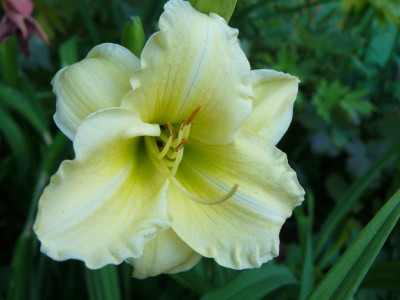 Hemerocallis Ein Sämling  Taglilie.jpg