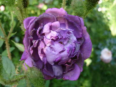 Laneii_0607.JPG