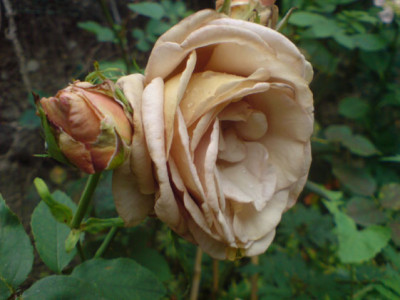 juliana_1_07.JPG