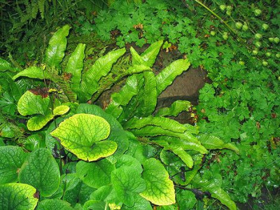 Phyllitis_scolopendrium.jpg
