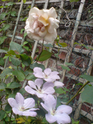 cafe_op_stam_mit_clematis.JPG