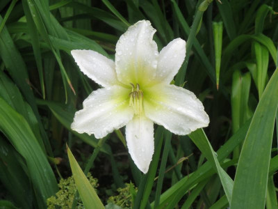 Berleyer Sweet Bianca_8335.jpg