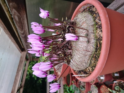 Frühblüher graecum.jpg