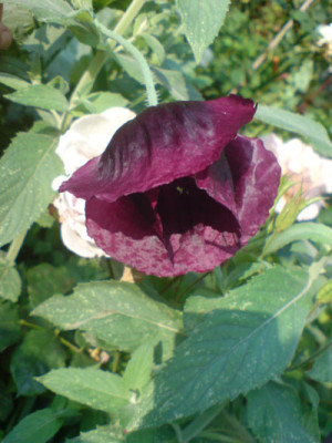 rosenbegleiter_mohn_1.JPG
