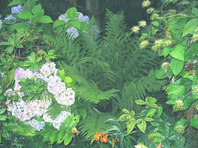 Polystichum_setiferum.jpg
