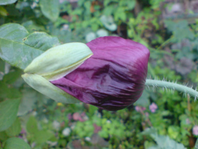 rosenbegleiter_mohn_2.JPG