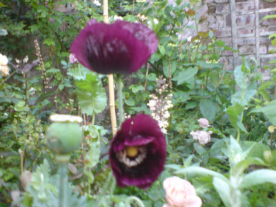 rosenbegleiter_mohn_3.JPG