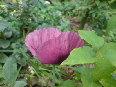 rosenbegleiter_mohn_4.JPG
