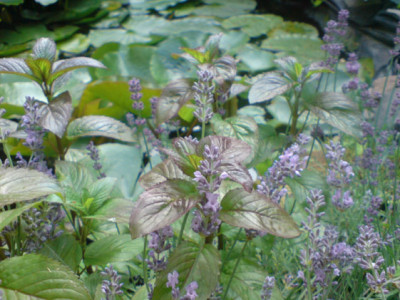 rosenbegleiter_wasserminze_mit_lavendel.JPG