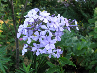 Blue Ridge Giant.JPG