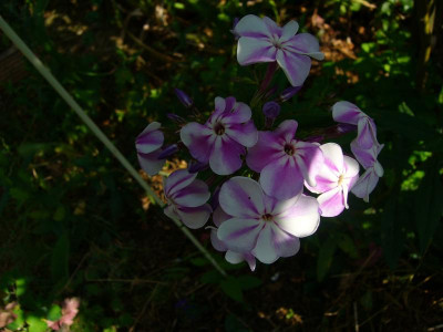 P1040520.JPG