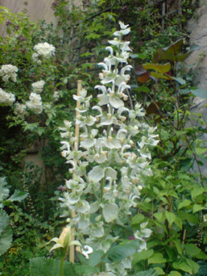 muskatellersalbei_vatican_white_6.JPG
