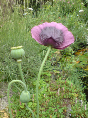 rosenbegleiter_mohn_5.JPG