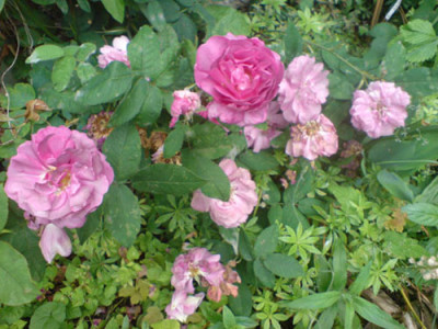 jenny_duval_mit_waldmeister.JPG