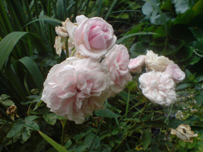 sdm_21_07.JPG