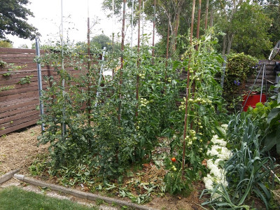 Tomaten19713.jpg