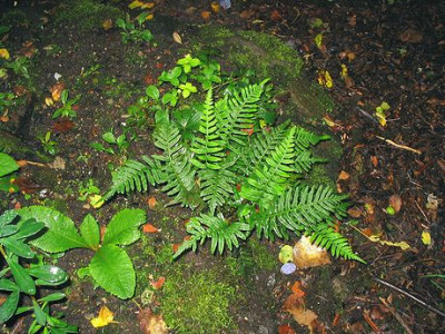 Polypodium_vulgare.jpg