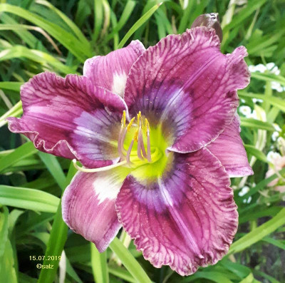 Smlg GH 3616 blass 2019.jpg